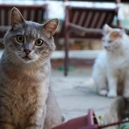 Hotel Sato Triopia Butik Yakakoy (Bodrum)