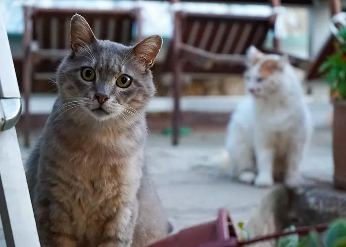 Otel Sato Triopia Butik Yakakoy (Bodrum)